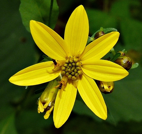 {Coreopsis latifolia}